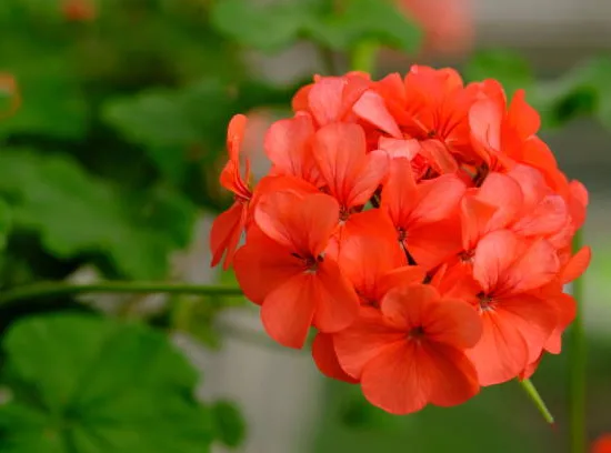 Geranium zonale
