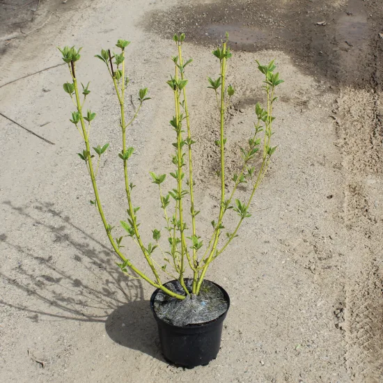 Cornouiller soyeux 'Flaviramea'