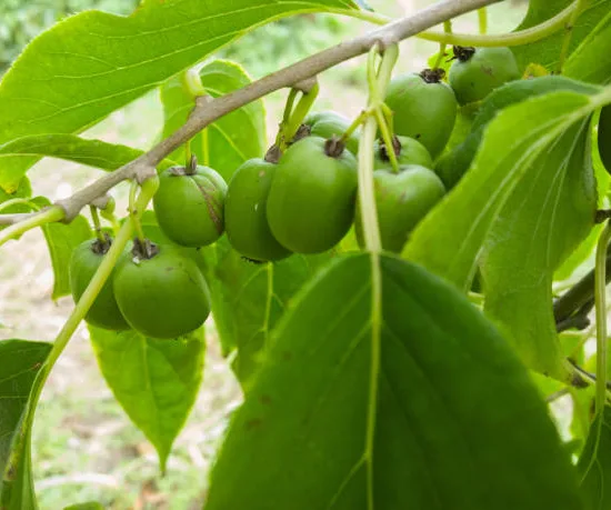 Kiwi 'Issai autofertile'