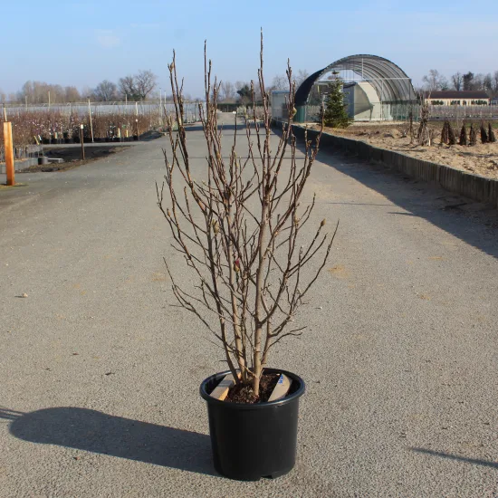 Magnolia de soulange