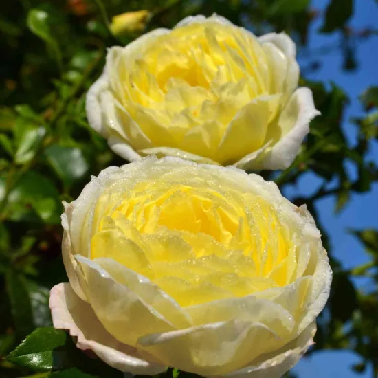 Rosier 'Amnesty international'