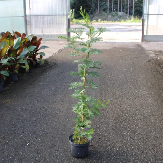 Mimosa d'hiver 'Gaulois astier'