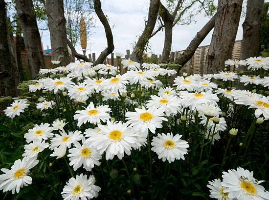 Marguerites 'Becky'