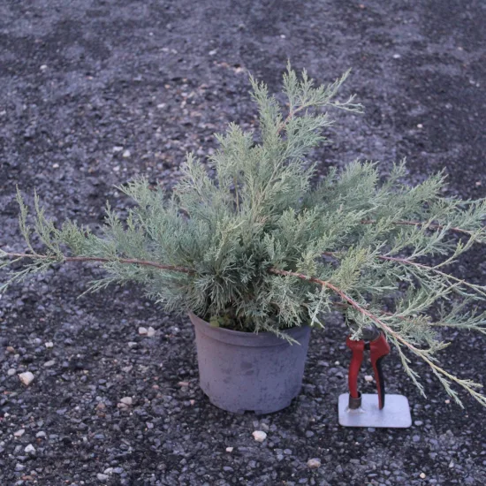 Genévrier de pfitzer 'Pfitzeriana glauca'