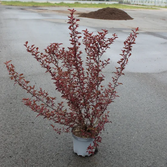 Buisson de beauté 'Pink cloud'
