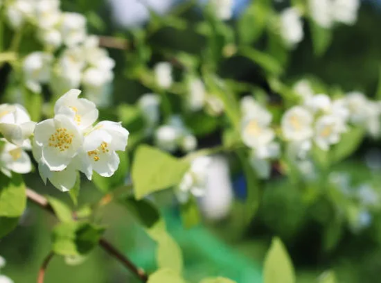 Cognassier à fleurs 'Nivalis blanc'