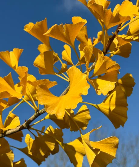 Arbre aux quarante écus 'Fastigiata gold flame'