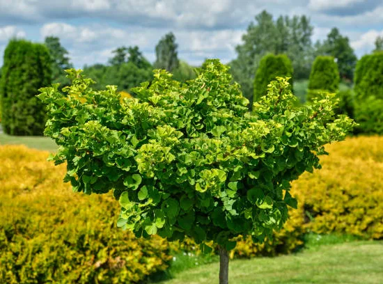 Arbre aux quarante écus