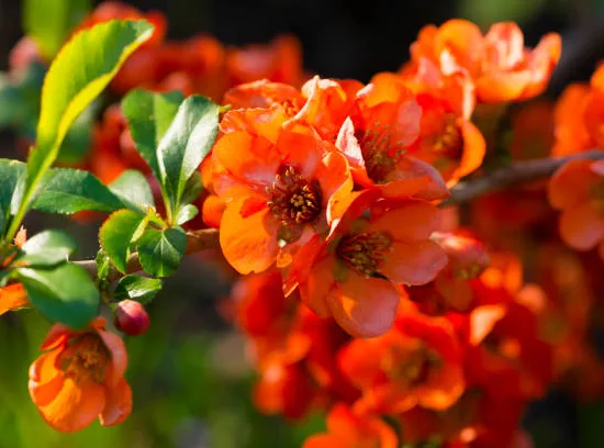 Cognassier à fleurs 'Mango storm'