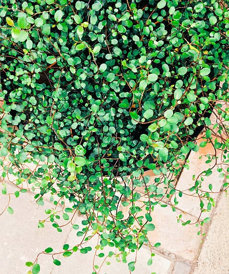 Muehlenbeckia, Plante fil de fer ou Wire Vine