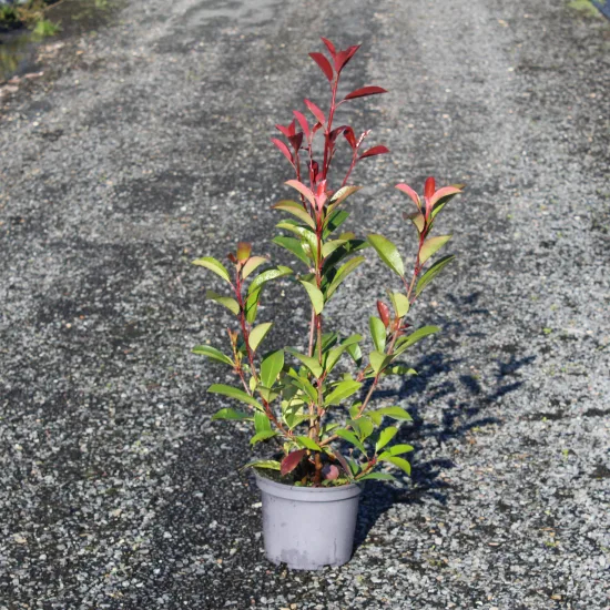 Photinia 'Red robin'