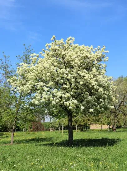 Frêne à fleurs
