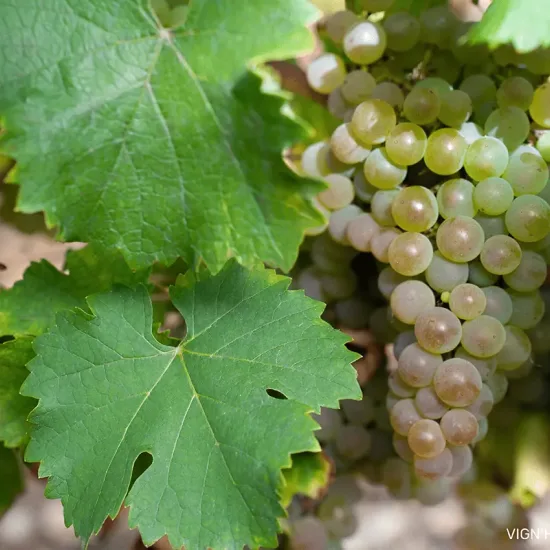 Vigne 'Vign'happy'