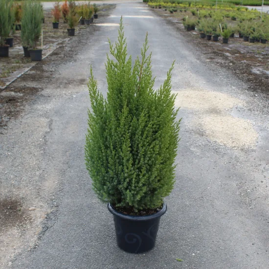 Genévrier de Chine Stricta, Genévrier de Chine colonnaire