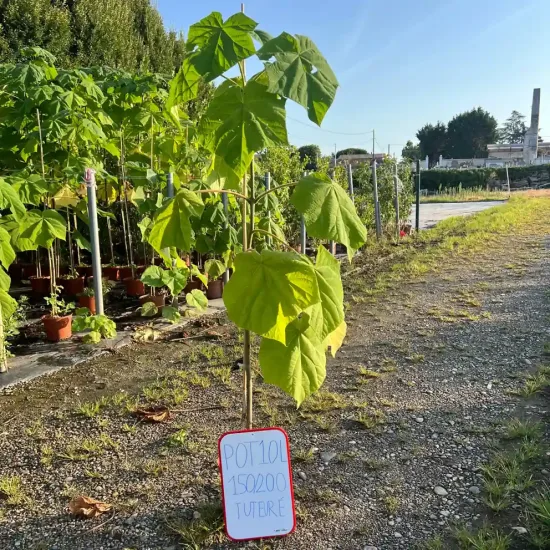 Paulownia impérial