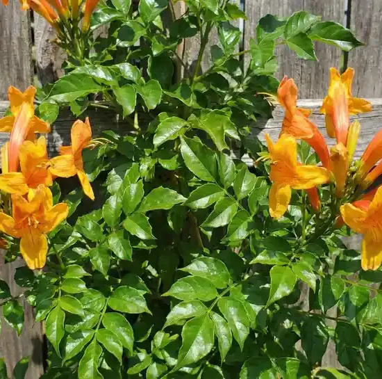 Chèvrefeuille du cap 'Tropical twist'
