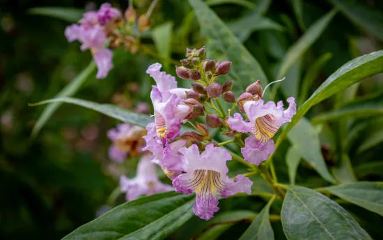 Chitalpa de taschkent 'Summer bells'