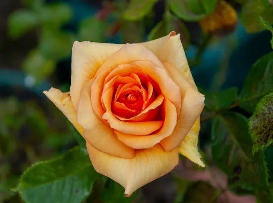Rosier 'Sahara '