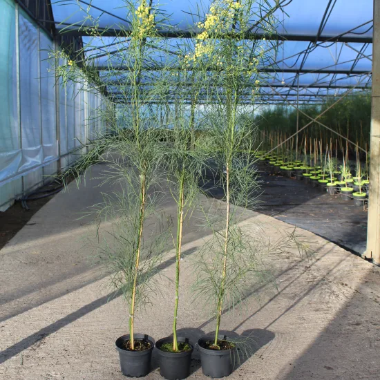 Mimosa des 4 saisons