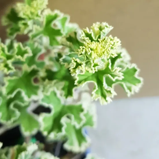 Géranium au parfum de pamplemousse 'Variegatum'