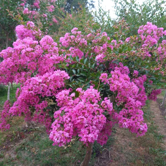 Lilas des indes 'Auguste violet'