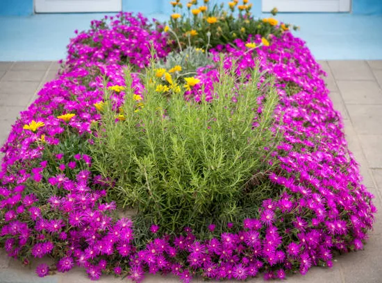 Delosperma 'Table mountain'