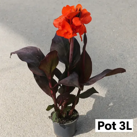 Canna 'Rouge'