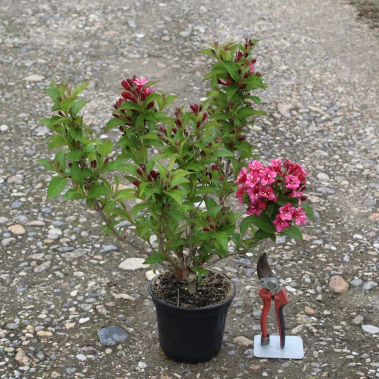 Weigelia 'Bristol ruby'