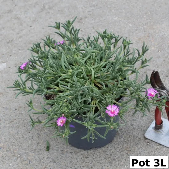 Pourpier vivace 'Violet wonder'