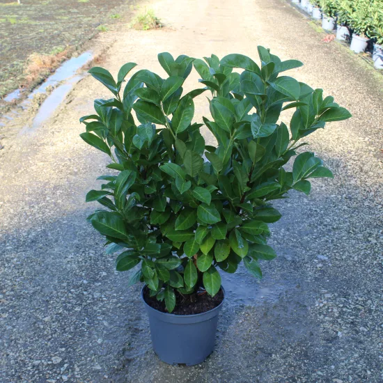 Laurier palme 'Rotundifolia'