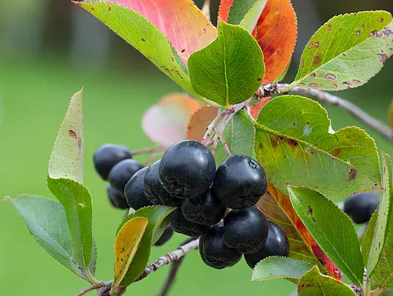 Cassissier 'Geant de boskoop'