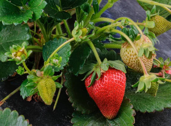 Fraisier 'Mount everest'