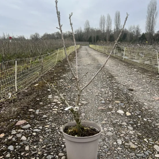 Pommier 'Garden sun red'