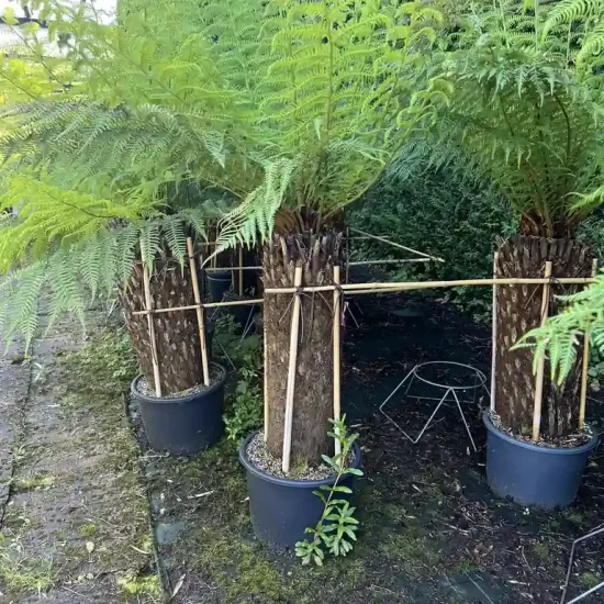 Fougère arborescente