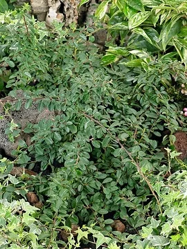 Cotonéaster 'Major'