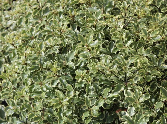 Pittospore 'Abbotsbury gold'
