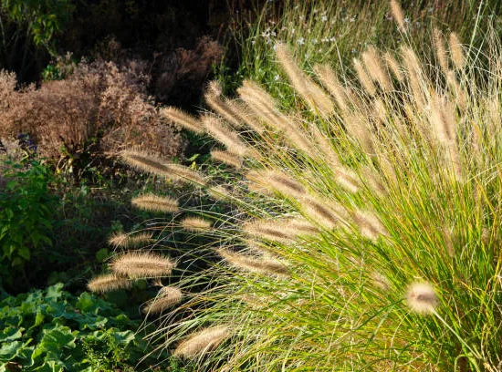 Herbe aux écouvillons