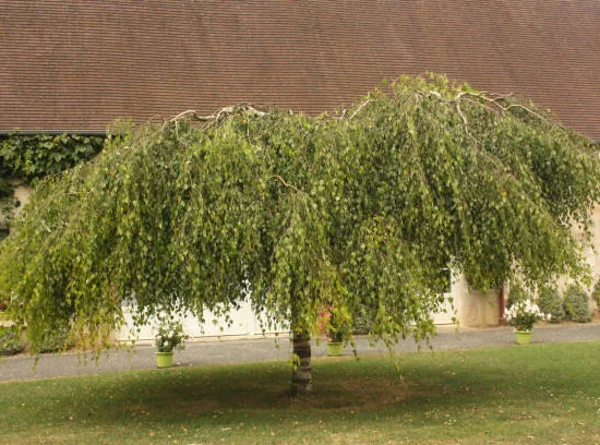 Bouleau verruqueux