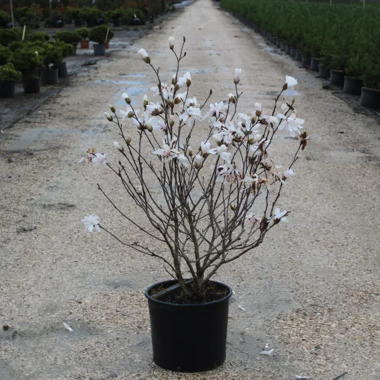 Magnolia étoilé