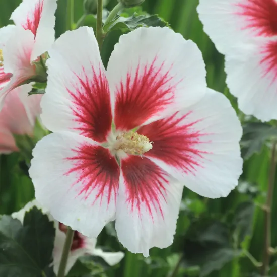 Althéa 'Hibisa blanco'