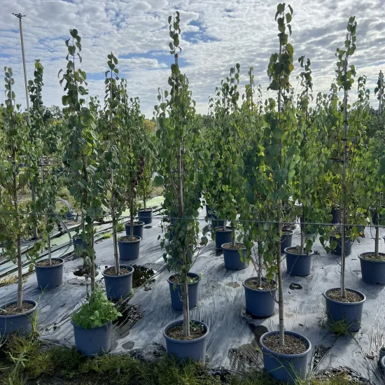 Arbre caramel