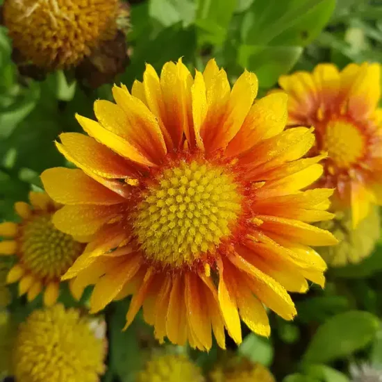 Gaillarde 'Sun'