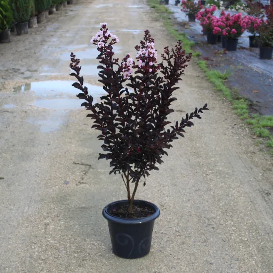 Lilas des indes 'Blush'