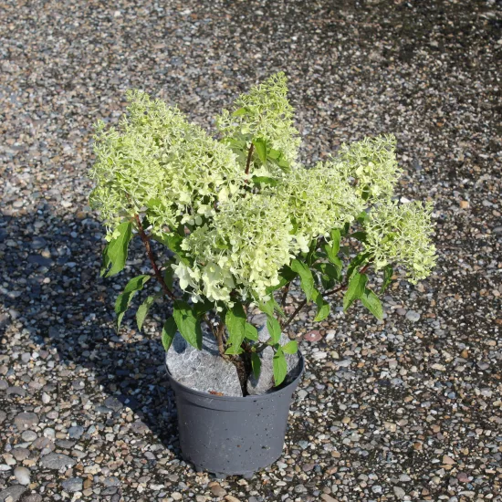 Hortensia paniculé 'Framboisine'