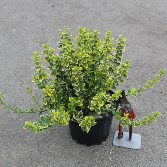 Fusain de fortune 'Emerald n gold'