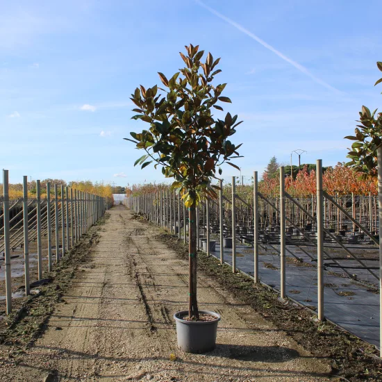 Magnolia de la galissonnière 'Galissoniere'