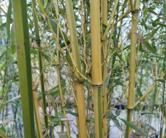 Bambou jaune strié vert