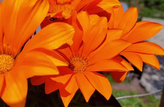 Gazania x hybrida gris