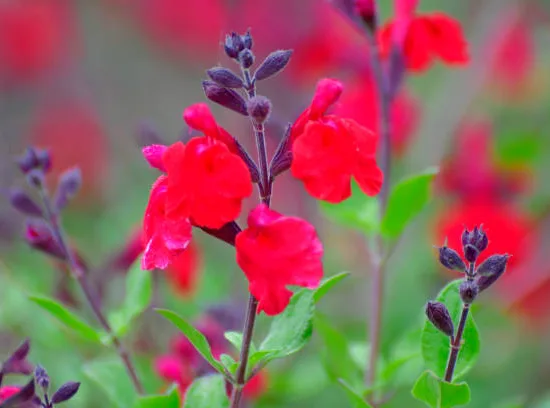 Sauge microphylla 'salvinio true red'