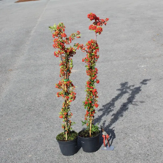 Buisson-ardent 'Rouge cadrou'